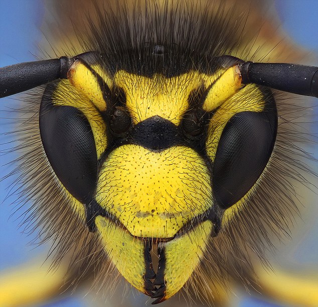 Macro Photograph of Wasp using Lens Turn around Macro technique